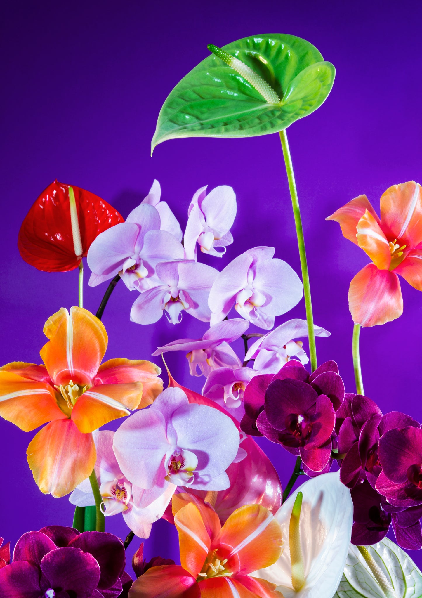 Daytime Hot Hoodie in pink